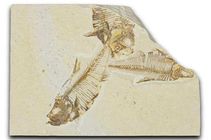 Plate of Multiple Fossil Fish (Diplomystus) - Wyoming #354070